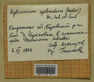Hylocomium splendens (Hedw.) Schimp., Гербарий мохообразных, Мхи - Центральное Нечерноземье (B6) (Россия)
