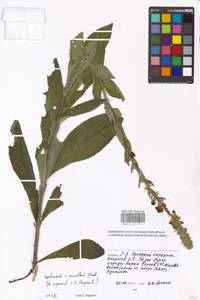Verbascum phoeniceum subsp. phoeniceum, Восточная Европа, Московская область и Москва (E4a) (Россия)