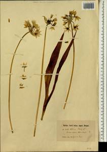 Allium moly L., Африка (AFR) (Неизвестно)