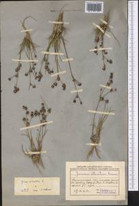 Ситник членистый L., Средняя Азия и Казахстан, Муюнкумы, Прибалхашье и Бетпак-Дала (M9) (Казахстан)