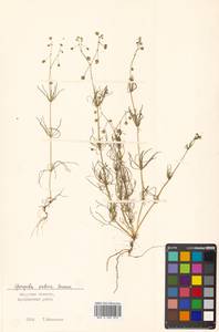 Spergula arvensis subsp. sativa (Boenn.) Celak., Сибирь, Дальний Восток (S6) (Россия)