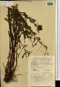 Artemisia dubia var. subdigitata (Mattf.) Y. R. Ling, Монголия (MONG) (Монголия)