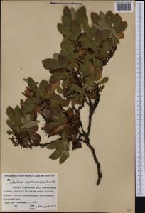 Толокнянка красная (Rehder & E. H. Wilson) Fernald, Сибирь, Якутия (S5) (Россия)