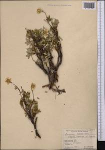 Farinopsis salesoviana (Steph.) Chrtek & Soják, Средняя Азия и Казахстан, Памир и Памиро-Алай (M2) (Киргизия)