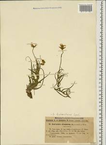 Gelasia biebersteinii (Lipsch.) Zaika, Sukhor. & N. Kilian, Кавказ, Грузия (K4) (Грузия)