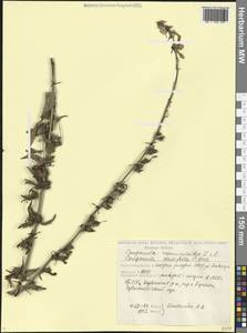 Колокольчик рапунцелевидный L., Кавказ, Грузия (K4) (Грузия)