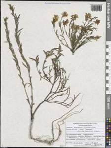 Genista tinctoria subsp. tinctoria, Восточная Европа, Центральный лесостепной район (E6) (Россия)