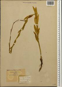 Башеница голая, Башенница гладкая, Вяжечка гладкая L., Кавказ, Краснодарский край и Адыгея (K1a) (Россия)