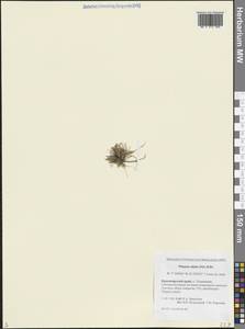 Фиппсия холодолюбивая (Sol.) R.Br., Сибирь, Центральная Сибирь (S3) (Россия)