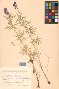 Aconitum karafutense subsp. karafutense, Сибирь, Дальний Восток (S6) (Россия)