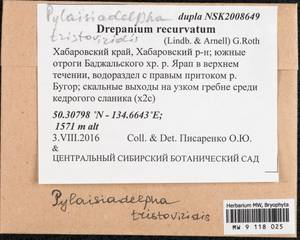 Pylaisiadelpha tristoviridis (Broth.) Afonina, H. Tsubota & Ignatova, Гербарий мохообразных, Мхи - Дальний Восток (без Чукотки и Камчатки) (B20) (Россия)