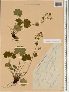 Манжетка винная Juz., Крым (KRYM) (Россия)