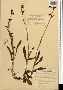 Ophrys scolopax subsp. cornuta (Steven) E.G.Camus, Кавказ, Азербайджан (K6) (Азербайджан)