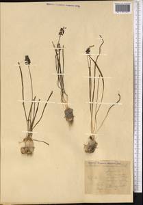 Мышиный гиацинт незамеченный Guss. ex Ten., Средняя Азия и Казахстан, Каракумы (M6) (Туркмения)