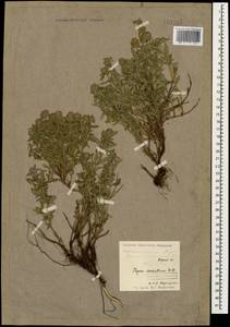Thymus pannonicus All., Кавказ, Северная Осетия, Ингушетия и Чечня (K1c) (Россия)