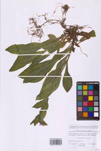 Silene dioica subsp. dioica, Восточная Европа, Московская область и Москва (E4a) (Россия)