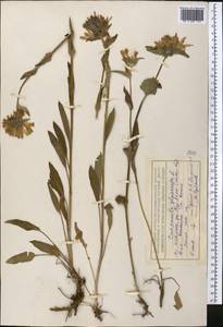 Колокольчик скученный, Колокольчик сборный L., Средняя Азия и Казахстан, Северный и Центральный Тянь-Шань (M4) (Казахстан)