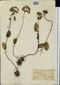 Очитник большой (L.) Holub, Восточная Европа, Московская область и Москва (E4a) (Россия)