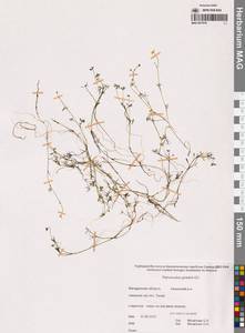 Лютик Гмелина DC., Сибирь, Чукотка и Камчатка (S7) (Россия)