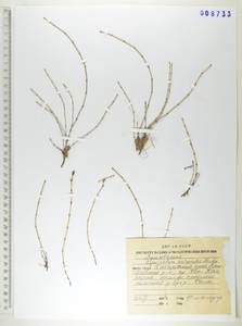 Хвощ камышковый Michx., Сибирь, Дальний Восток (S6) (Россия)
