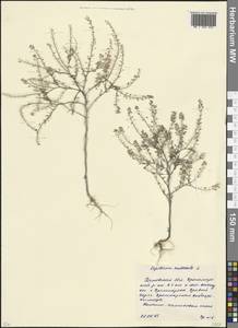 Клоповник мусорный L., Восточная Европа, Ростовская область (E12a) (Россия)