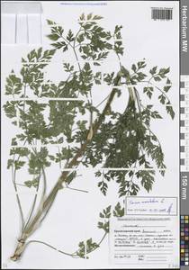 Болиголов крапчатый, Болиголов пятнистый L., Кавказ, Краснодарский край и Адыгея (K1a) (Россия)