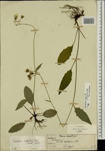Hieracium lachenalii subsp. deductum (Sudre) Greuter, Восточная Европа, Московская область и Москва (E4a) (Россия)