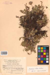 Oxytropis adamsiana subsp. erecta (Kom.) Kuvaev, Сибирь, Чукотка и Камчатка (S7) (Россия)