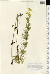 Aconitum anthora subsp. anthora, Восточная Европа, Центральный лесостепной район (E6) (Россия)