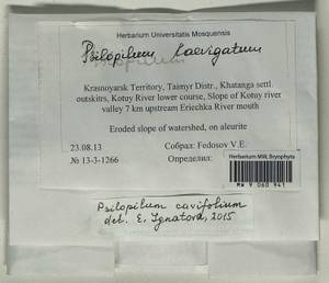 Psilopilum cavifolium (Wilson) I. Hagen, Гербарий мохообразных, Мхи - Красноярский край, Тыва и Хакасия (B17) (Россия)