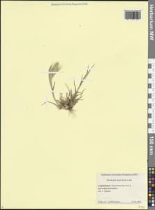 Ячмень заячий (Link) Arcang., Кавказ, Азербайджан (K6) (Азербайджан)