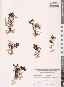 Мытник прелестный Adams ex Steven, Сибирь, Чукотка и Камчатка (S7) (Россия)