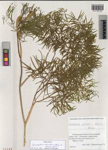 Cenolophium fischeri (Spreng.) W.D.J.Koch, Сибирь, Алтай и Саяны (S2) (Россия)