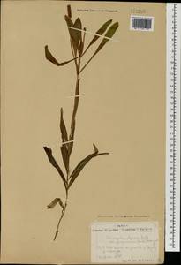 Рдест тонколистный (Raf.) Hultén, Монголия (MONG) (Монголия)