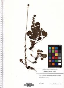 Globularia bisnagarica L., Восточная Европа, Средневолжский район (E8) (Россия)