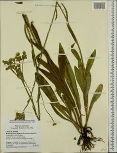 Pilosella echioides subsp. echioides, Восточная Европа, Нижневолжский район (E9) (Россия)