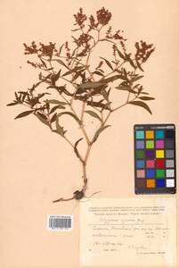 Кенигия аянская (Regel & Tiling) J.H.Xue, Chepinoga & K.P.Ma, Сибирь, Дальний Восток (S6) (Россия)