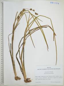 Ежеголовник всплывающий, Ежеголовник всплывший Rehmann, Сибирь, Дальний Восток (S6) (Россия)