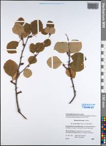 Береза кустарниковая Pall., Сибирь, Якутия (S5) (Россия)