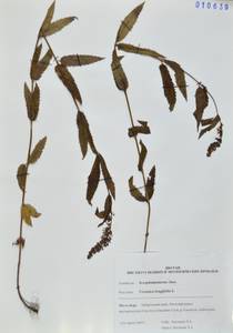 Вероника длиннолистная L., Сибирь, Дальний Восток (S6) (Россия)