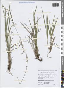 Волоснец сибирский (Trautv.) J.L.Yang & C.Yen, Сибирь, Дальний Восток (S6) (Россия)