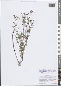 Лапчатка серебристая L., Восточная Европа, Средневолжский район (E8) (Россия)