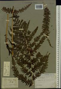 Кочедыжник женский (L.) Roth, Восточная Европа, Центральный район (E4) (Россия)