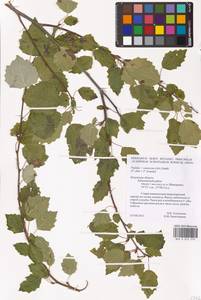 Populus × canescens (Aiton) Sm., Восточная Европа, Центральный район (E4) (Россия)