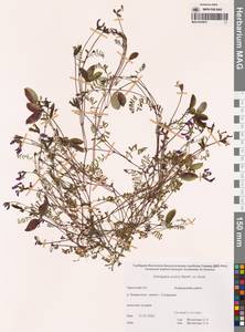 Астрагал полярный (Seem.) Benth., Сибирь, Чукотка и Камчатка (S7) (Россия)