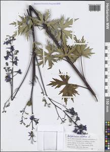 Живокость высокая L., Сибирь, Прибайкалье и Забайкалье (S4) (Россия)