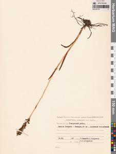 Кокушник длиннорогий (L.) R.Br., Сибирь, Якутия (S5) (Россия)
