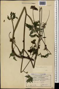 Cervaria cervariifolia (C. A. Mey.) Pimenov, Кавказ, Азербайджан (K6) (Азербайджан)
