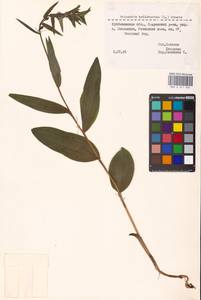 Дремлик широколистный, Дремлик чемерицевый (L.) Crantz, Восточная Европа, Средневолжский район (E8) (Россия)