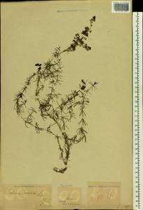 Подмаренник настоящий L., Восточная Европа, Молдавия (E13a) (Молдавия)